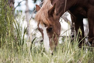 Close-up of horse grazing on grassy field