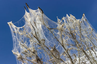 Low angle view of dead plants against clear blue sky