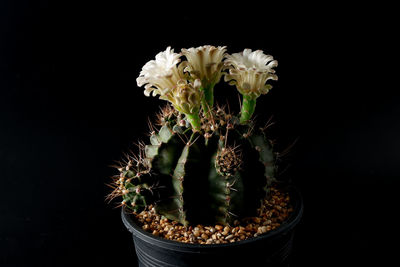 Close-up of potted plant against black background