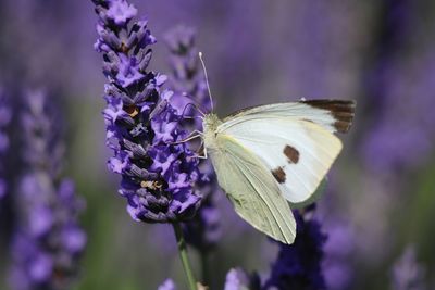 Close-up of butterfly on lavender 