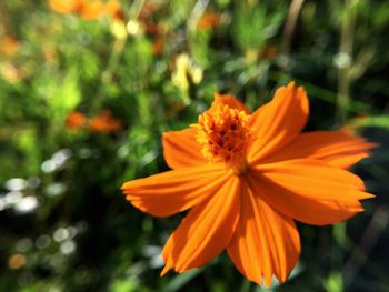 Close-up of orange flower blooming outdoors