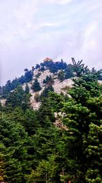 Low angle view of tree mountain against sky