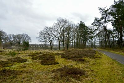 Road passing through field