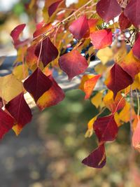 Close-up of autumnal leaves on tree