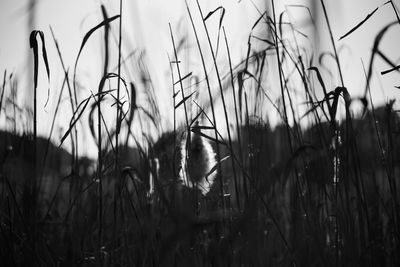 Close-up of reed grass against sky