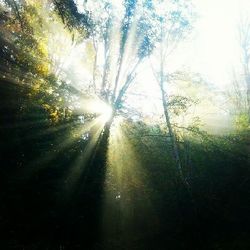 Sun shining through trees