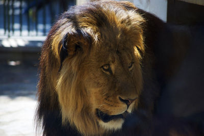 Close-up of lion in zoo