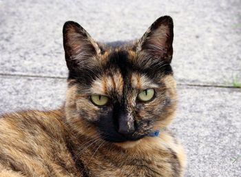 Close-up portrait of cat