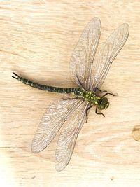 Close-up of insect on table