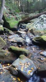 Stream flowing through forest