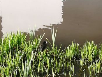 Bird perching on grass by lake