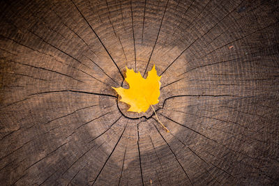 Full frame shot of tree stump