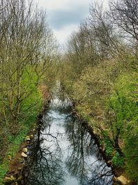 Canal amidst trees in forest against sky