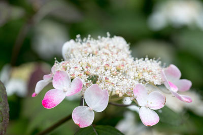 Close-up of pink cherry blossoms