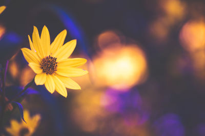 Close-up of yellow flowering plant