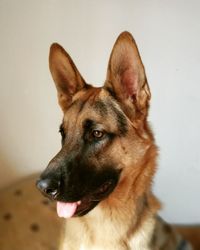 Close-up of a dog looking away