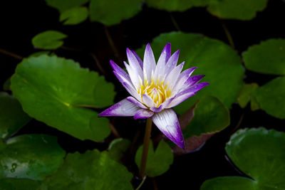 Close-up of lotus water lily in lake