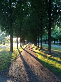 Trees in park