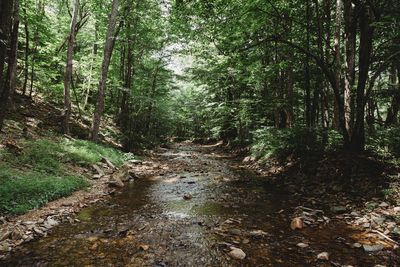 Trail amidst trees in forest