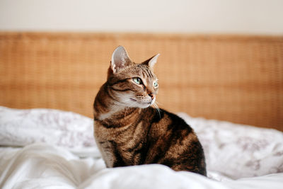 Cat resting on bed
