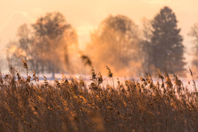 Close-up of plants on field against sky during sunset