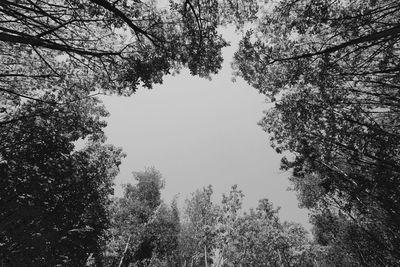 Low angle view of trees