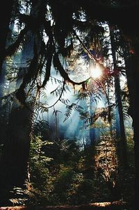 Sun shining through trees in forest