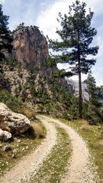 Scenic view of road amidst trees against sky