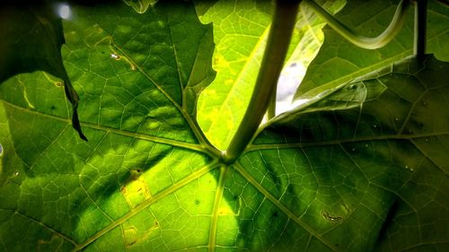 Full frame shot of leaf