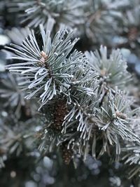 Close-up of frozen tree