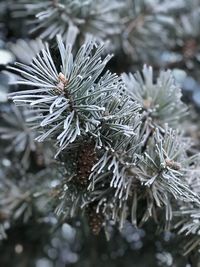 Close-up of frozen tree