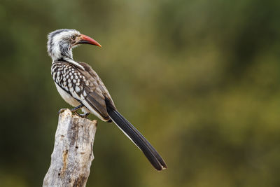 Close-up of bird perching on branch