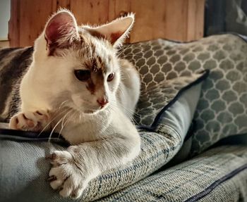 Close-up portrait of cat lying at home