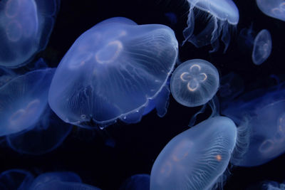 Close-up of jellyfish in sea