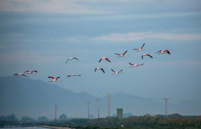 Low angle view of bird flying in sky