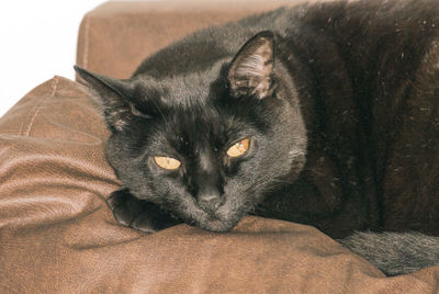 Close-up portrait of black cat relaxing on bed