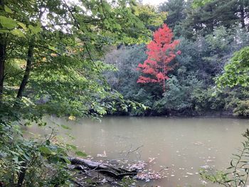 Scenic view of lake by trees in forest