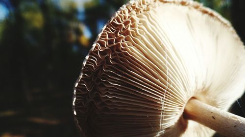 Close-up of mushroom