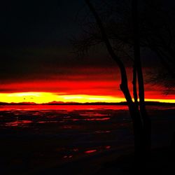 Silhouette of trees at sunset