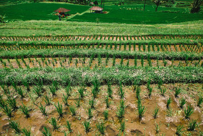 High angle view of vineyard