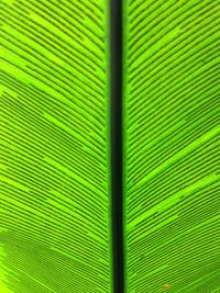 Full frame shot of palm leaf