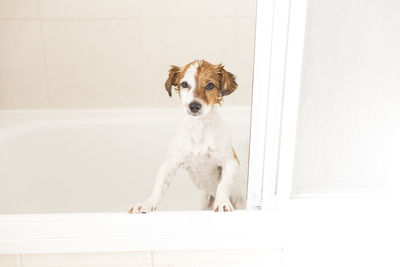 Portrait of dog sitting on wall at home