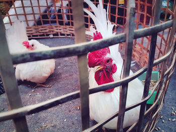 Cute little white chickens in the cage