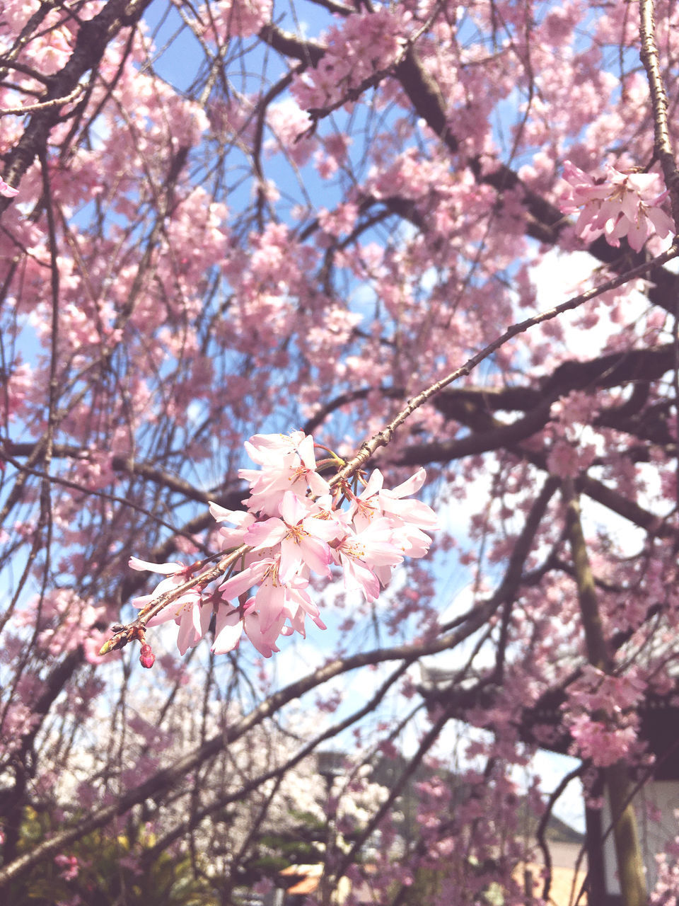 CLOSE-UP OF CHERRY BLOSSOM