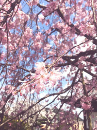 Low angle view of cherry blossom