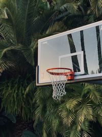 Close-up of basketball hoop on palm tree