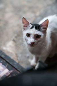 Close-up portrait of cat against blurred background