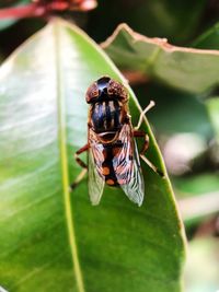 Close-up of insect on leaf