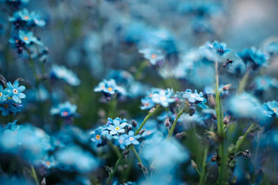 Close-up of blue forget-me-not blooming outdoors