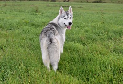 Dog on field